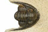 Bargain, Dalejeproetus Trilobite - Uncommon Moroccan Proetid #181439-4